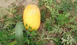 52吃瓜爆料免费吃瓜视频